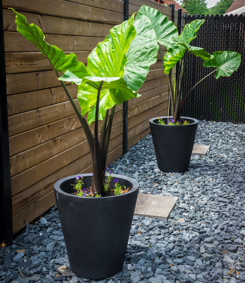 Buy Colocasia Esculenta Black Stem | Elephant Ear Bulbs – Elephant Ears