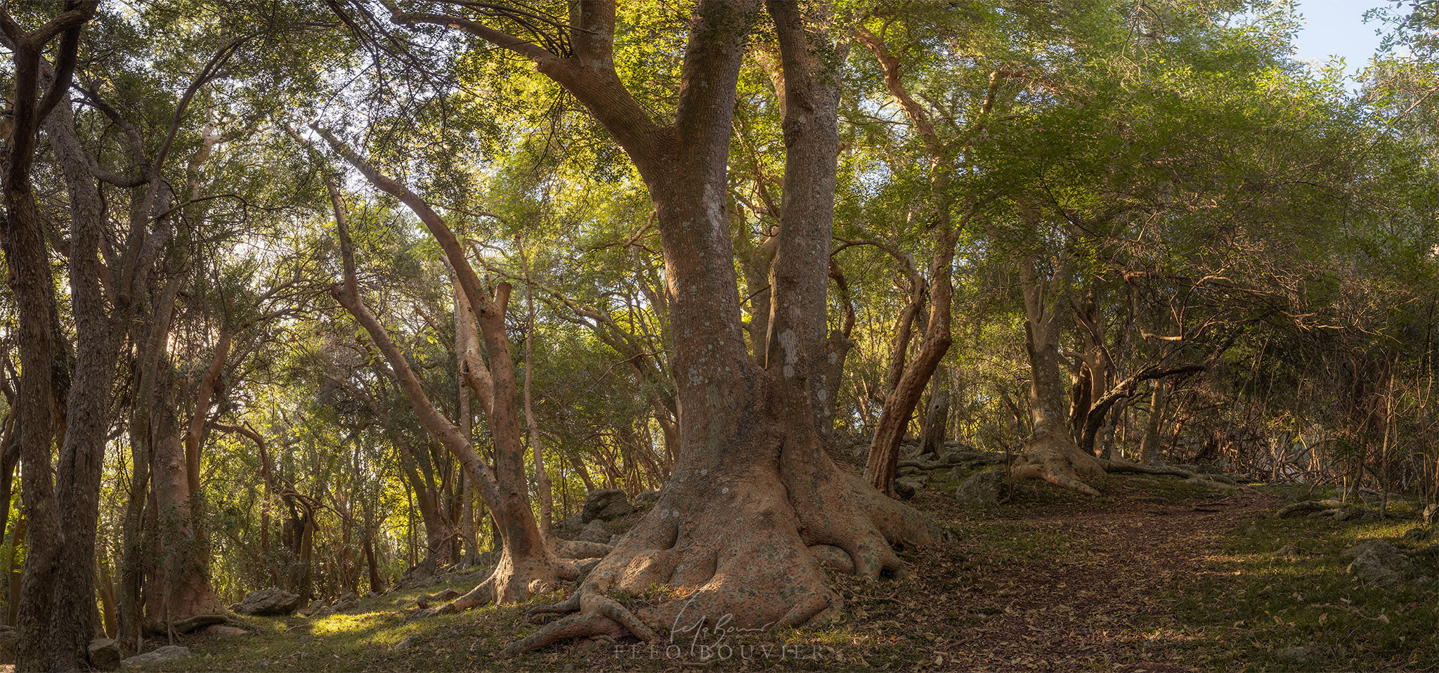Bosque de Ombúes en el Cerro Arequita, Lavalleja, Uruguay