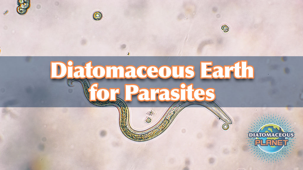 Food Grade Diatomaceous Earth for Parasites