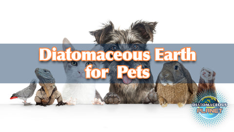 Diatomaceous Earth for Pets