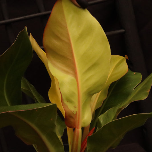 Min's Garden - This Philodendron 'Yellow Flame' has proven