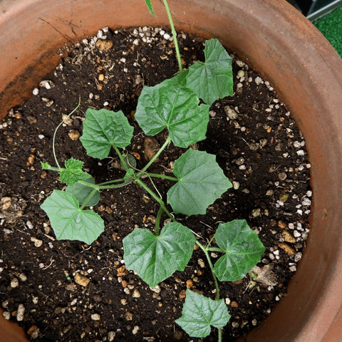 How to Grow Cucamelons - a Surprisingly Charming Little Fruit