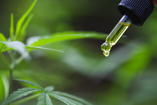 Visual element for 'Uncovering the Benefits of CBD: How Does CBD Work?' Developed by Doctors, featuring a bottle of CBD oil with a cannabis plant in the background, illustrating the topic of the article.