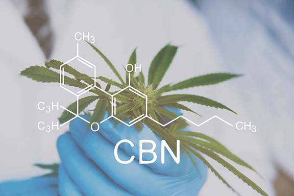 Uncovering the Benefits of CBN: What Does CBN Do? Developed by Doctors': An illustration of a cannabis plant under a magnifying glass, revealing its cannabinoid content. The image aligns with the exploration of CBN's effects and benefits in the guide developed by doctors.