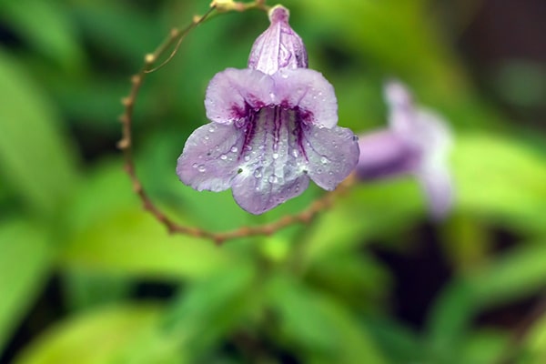 A close-up of a Chinese foxglove plant