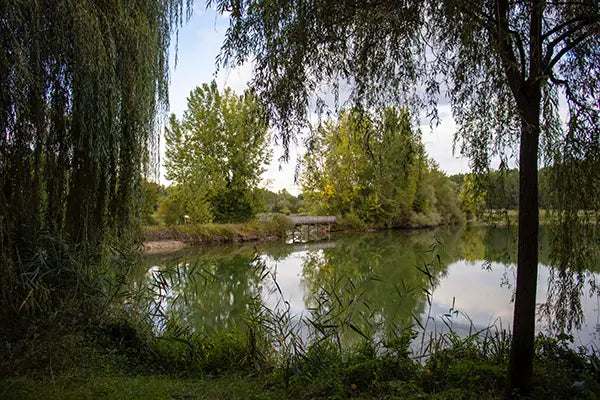 A close-up of a white willow tree