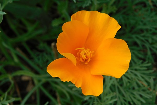 A picture of California Poppy Extract