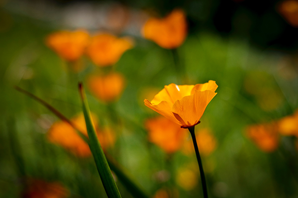 A picture of California Poppy Extract with a caption describing its potential health benefits and uses