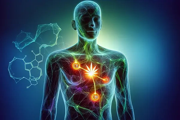 Endocannabinoid system in the human body