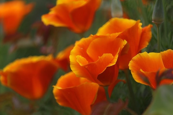 california goldmohn, orange flower, poppy