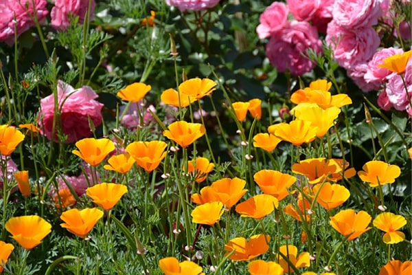 hanahata, orange blossom, california poppy