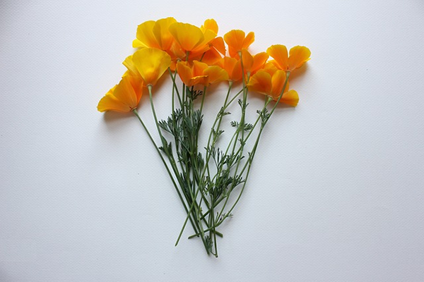 poppies, california, poppy