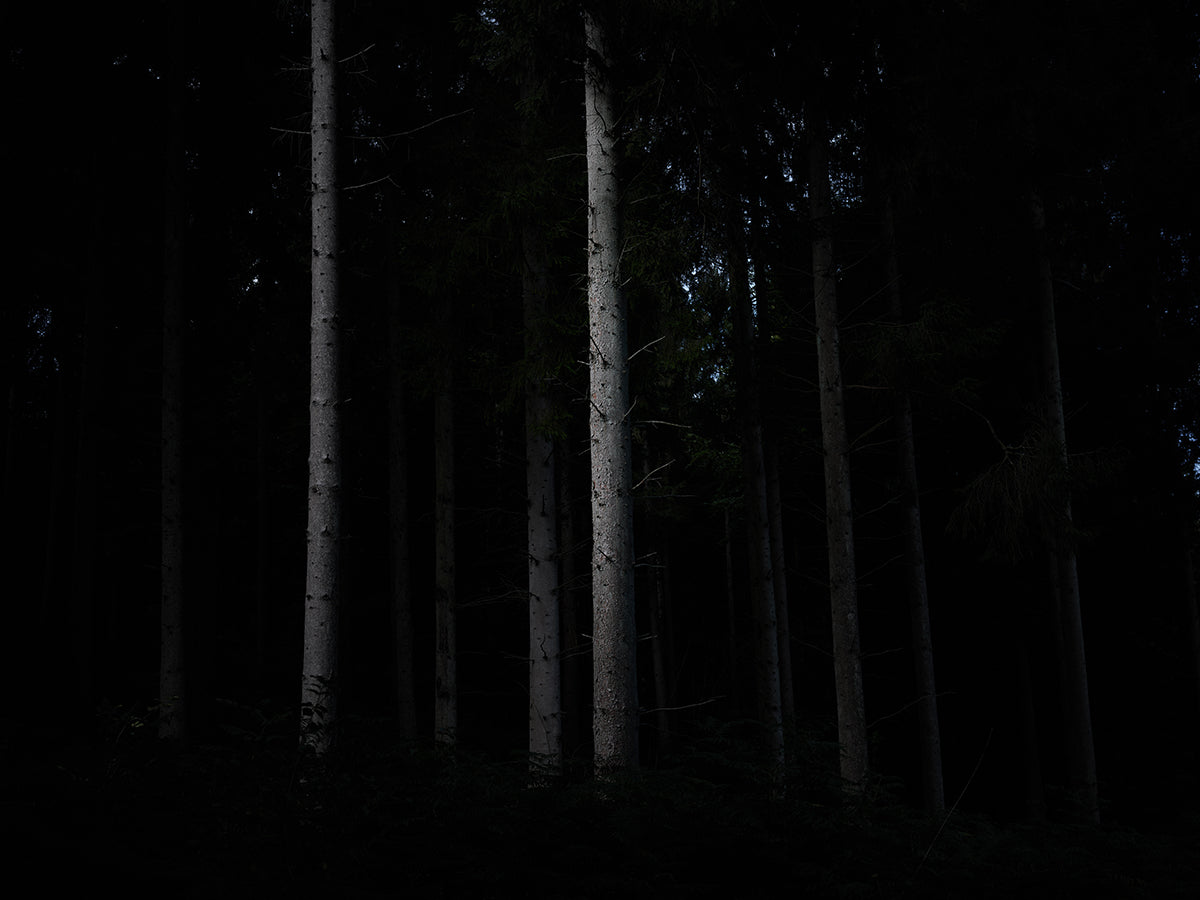 ‘Ghost Pine’, Homefield Wood, Marlow, Buckinghamshire, UK. Matt Writtle 2022
