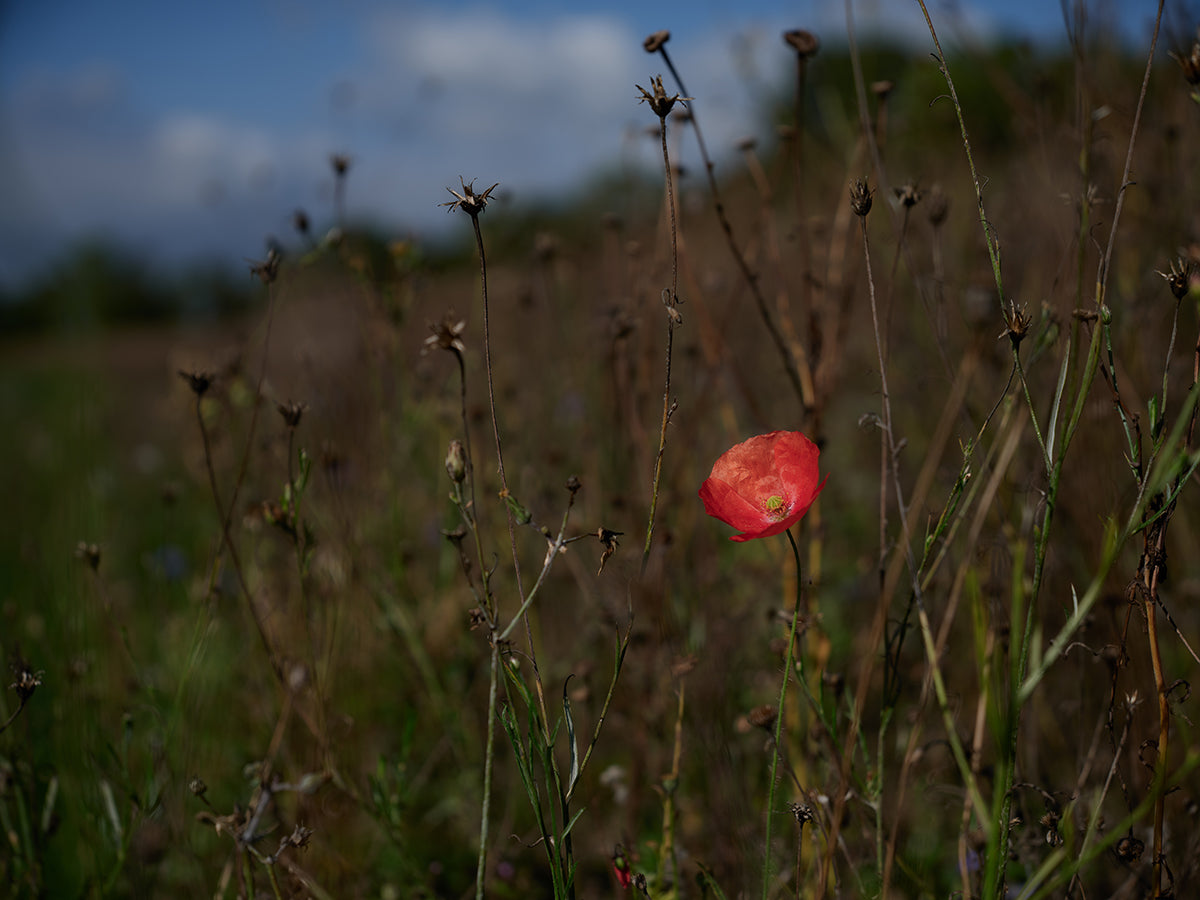 ‘Poppy’, Skirmett, Buckinghamshire, UK. Matt Writtle 2022