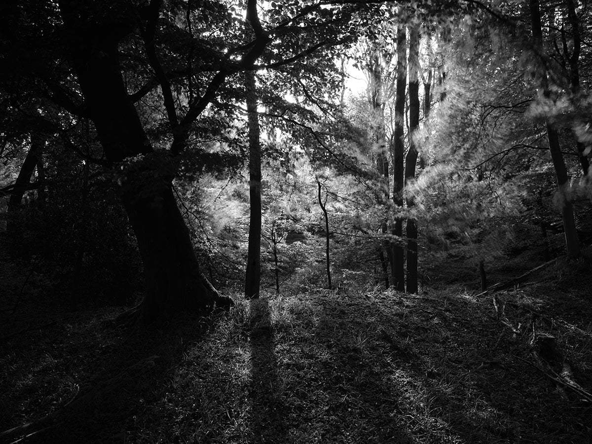 Clay pit, Blackmoor Wood, Wormsley Estate, Stokenchurch, Buckinghamshire.