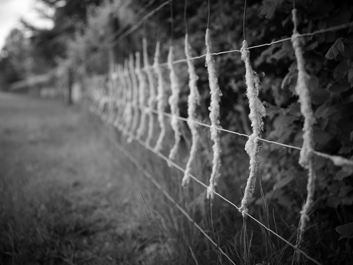 Wool on a fence, Wormsley Estate, Stokenchurch, Buckinghamshire.
