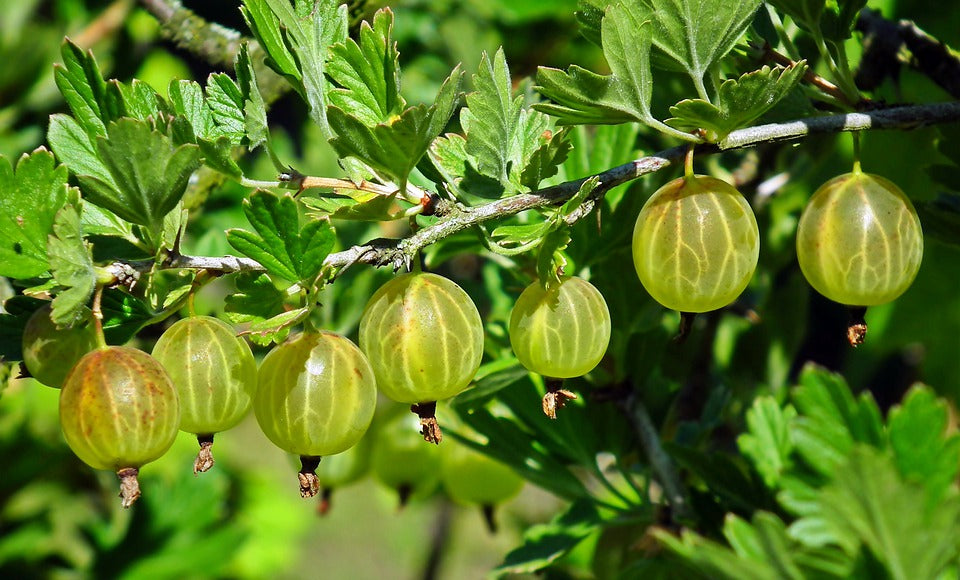 Hinnomaki Yellow Gooseberry | Elmore Roots Nursery