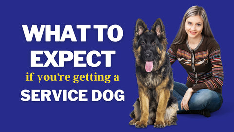 service dog ada laws