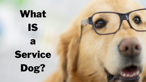 what is a service dog