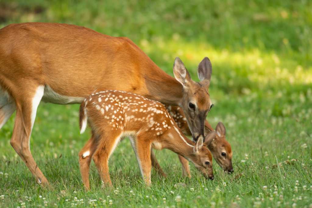 Whitetail doe and fawns