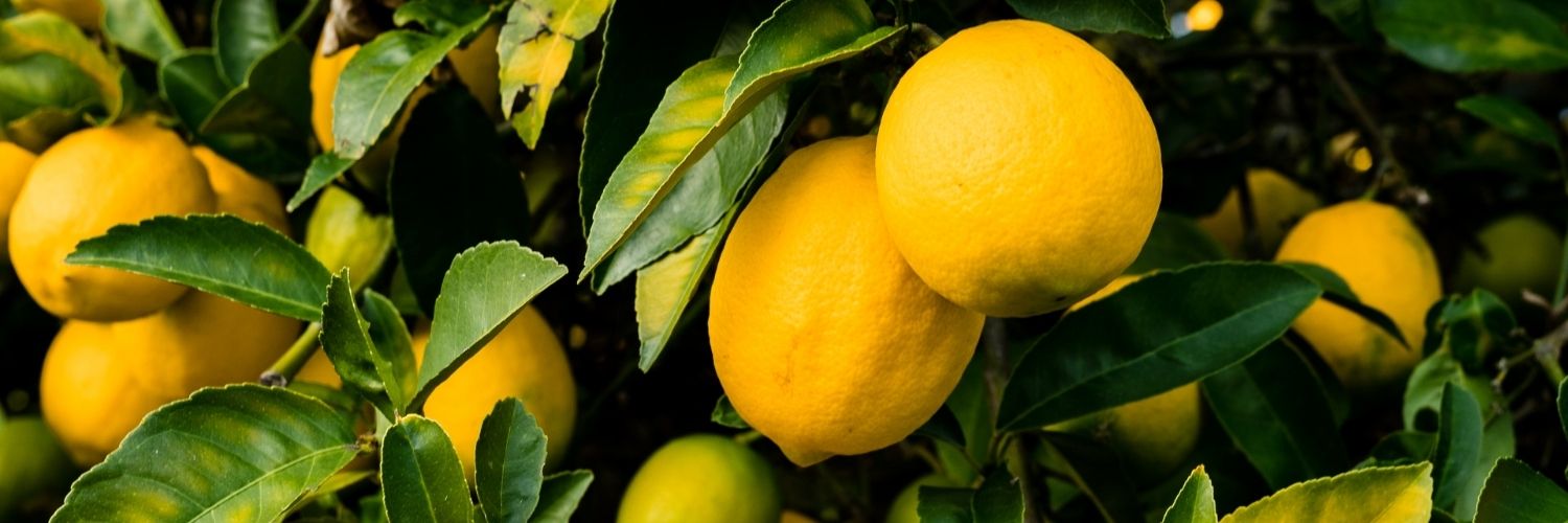 Le citron une agrume essentielle pour perdre du ventre et détoxifier le foie