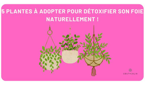 5 plantes à adopter pour détoxifier son foie naturellement !