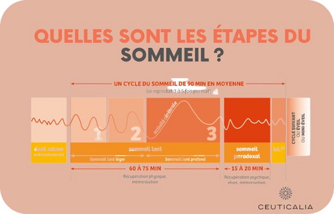 Quelles sont les phases du sommeil ?