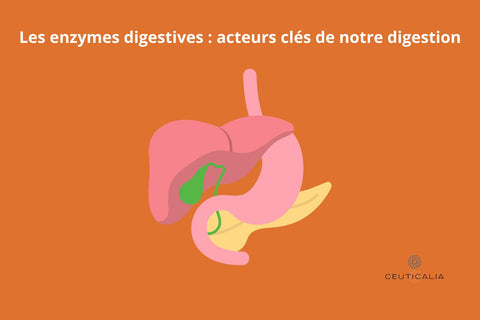 Les enzymes digestives : acteurs clés de notre digestion