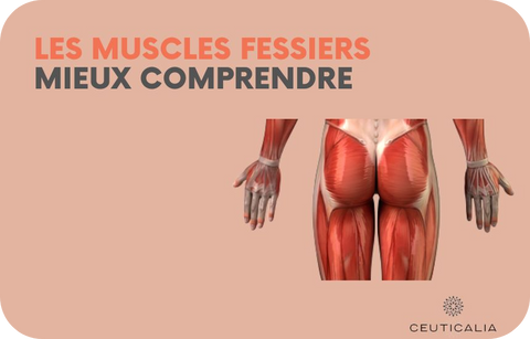 Les muscles fessiers mieux comprendre