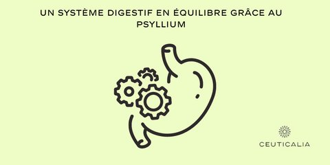 Un système digestif en équilibre grâce au psyllium