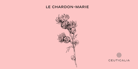 Le chardon-Marie