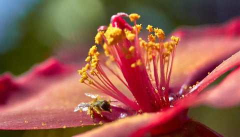 Découvrez les causes, symptômes et traitements naturels de l'allergie au pollen, aussi connue sous le nom de rhinite saisonnière ou rhume des foins, ainsi que son impact sur la santé.