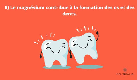 formation des os et des dents.