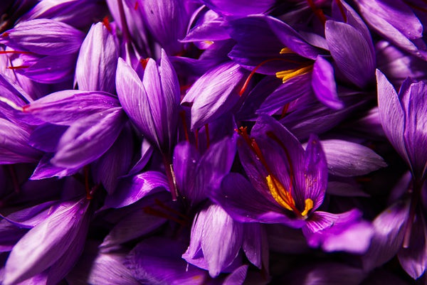Les bienfaits de la fleur de safran pour la santé