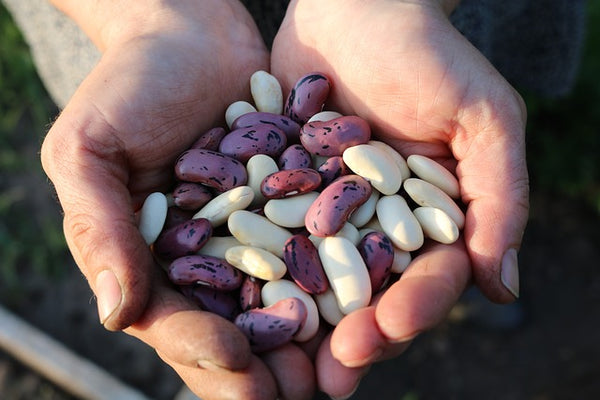Mains tenant une variété de haricots blancs et tachetés, présentés comme des aliments potentiellement riches en magnésium