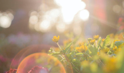 Le manque d'exposition au soleil provoque des carences en vitamines D