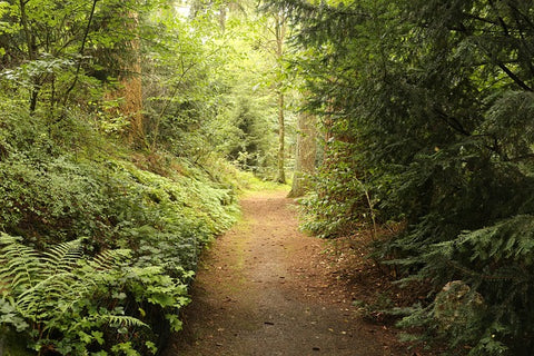 image de chemin dans la fôret pour souligner l'importance des solutions naturelles