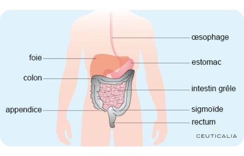 symptômes de la constipation