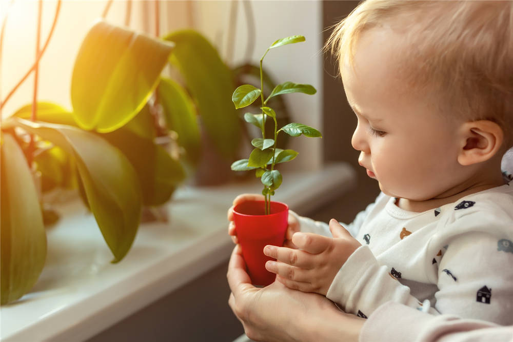 Cute little caucasian toddler boy holding pot with planted flower near window sill at home