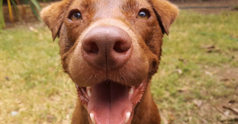 interaktives Hundespielzeug