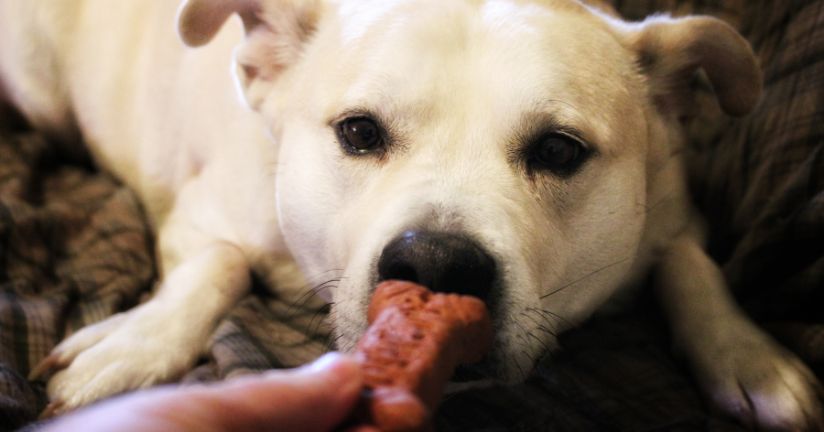 Leckerlis für das Hundetraining