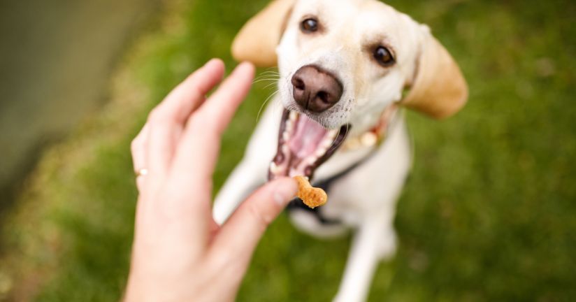 Trainingsleckerli für einen Hund