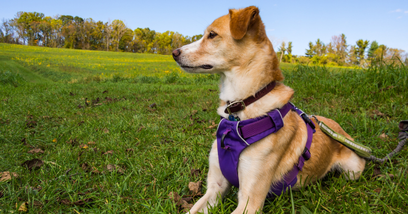 Hund an Geschirr und Leine liegt auf dem Pethomer-Gras