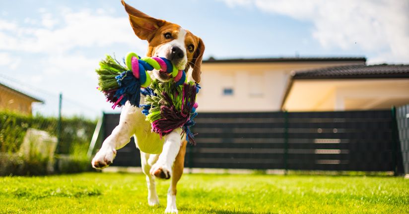 Pethomer Hundespielzeug