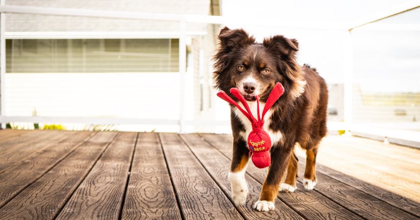 Hundespielzeug im Pethomer-Shop