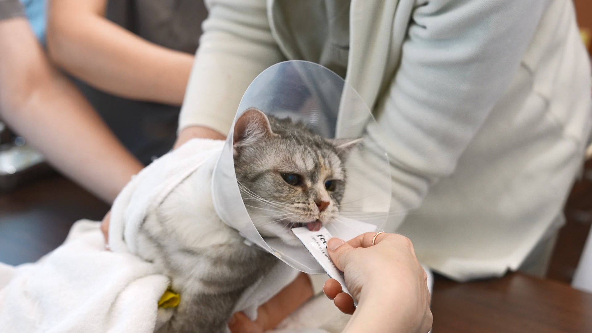 TT the cat being examined at a veterinary clinic