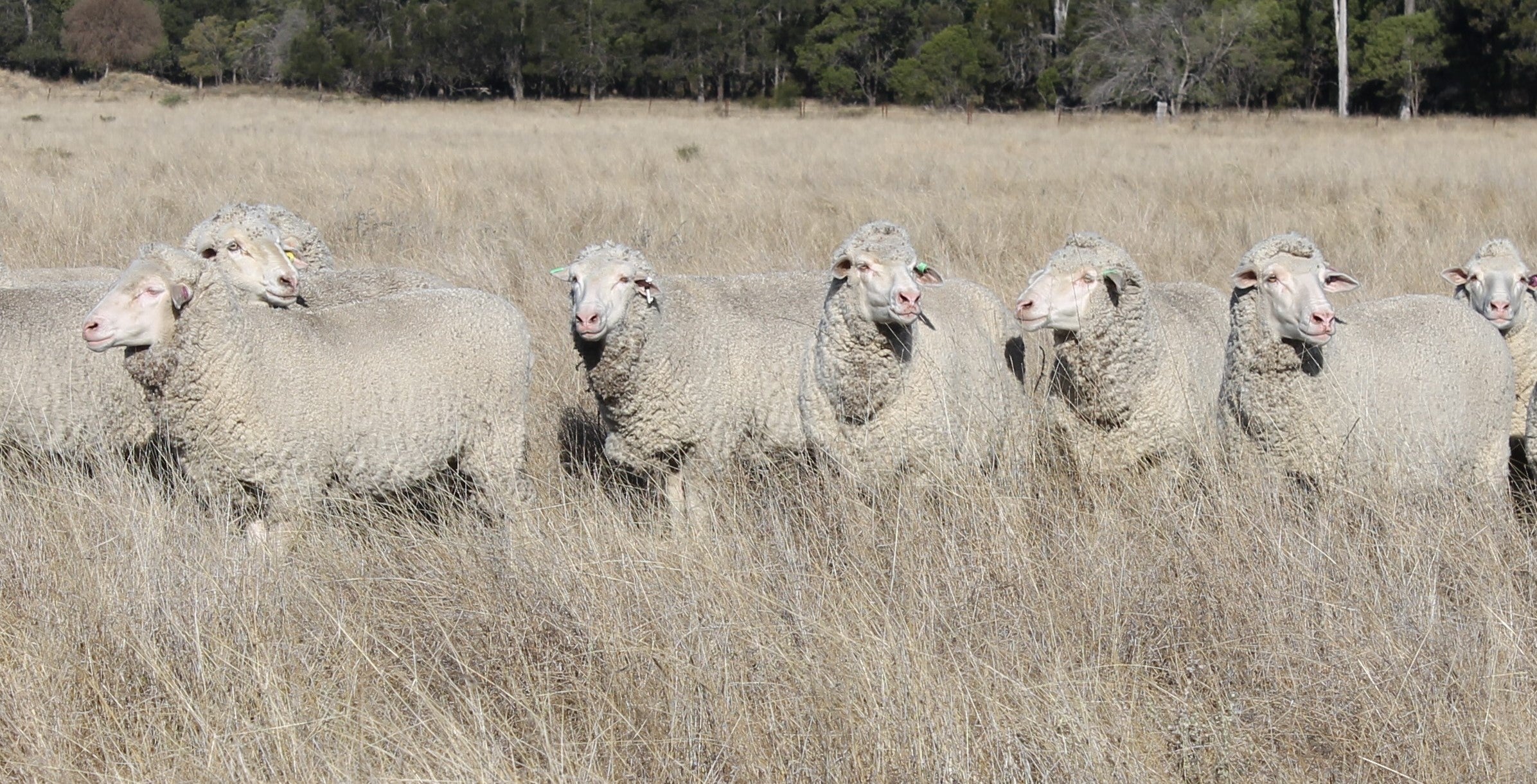 Ewes surviving well on dry feed.