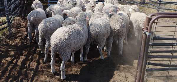 5.5 month old ram lambs