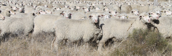Mob of ewes