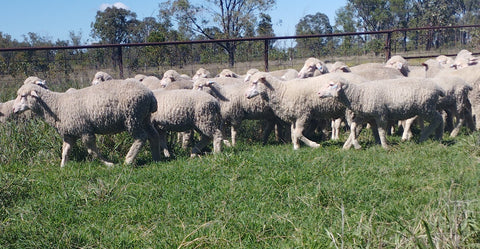 Weaned lambs